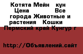 Котята Мейн - кун › Цена ­ 19 000 - Все города Животные и растения » Кошки   . Пермский край,Кунгур г.